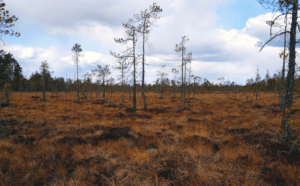 Read more about the article Kaukokartoitus: avain soiden tulevaisuuteen