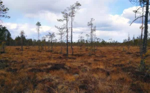 Read more about the article Kaukokartoitus: avain soiden tulevaisuuteen