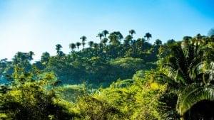 Read more about the article Paikkatiedoista apua Madagaskarin sademetsien suojeluun