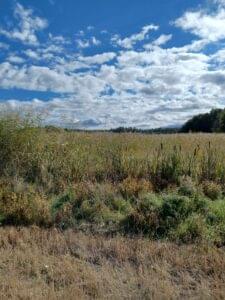 Read more about the article Järviruovikoiden biomassan kartoitusta avoimien satelliittikuvien avulla