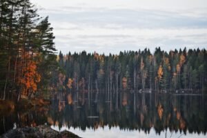 Read more about the article Tulevaisuudessa maapallon metsiä pääsee tutkimaan digitaalisilla jokaisenoikeuksilla